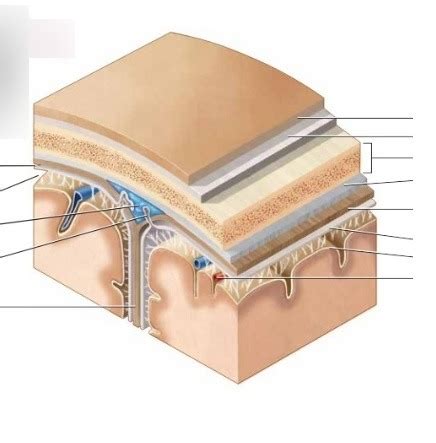 Layers Of Brain Diagram Quizlet