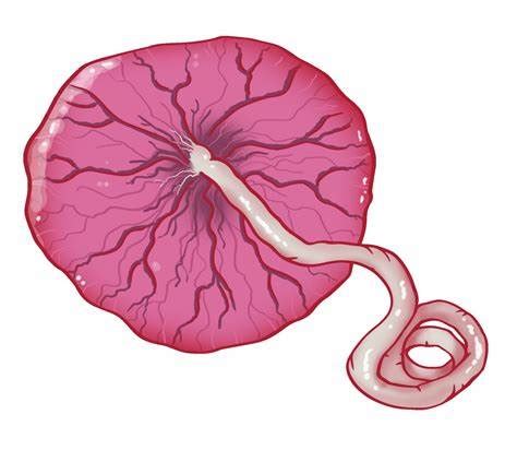 Placental Histopathological Abnormalities And Poor Perinatal Outcomes