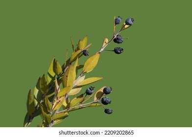 2,319 Common Myrtle Images, Stock Photos & Vectors | Shutterstock