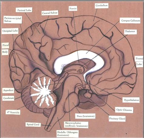 Parts Of The Brain Labeling Worksheet