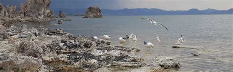 Protecting California Gulls