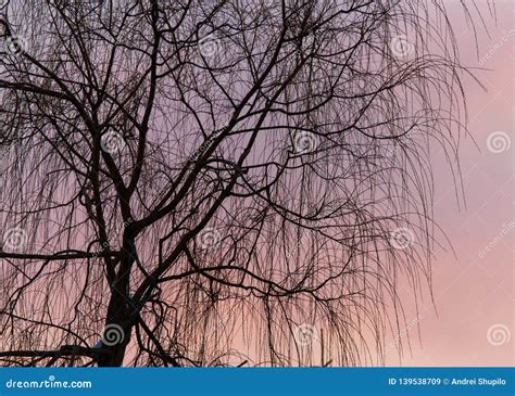 Naked Branches On A Tree Against A Sunset Sun Stock Image Image Of Branch Environment