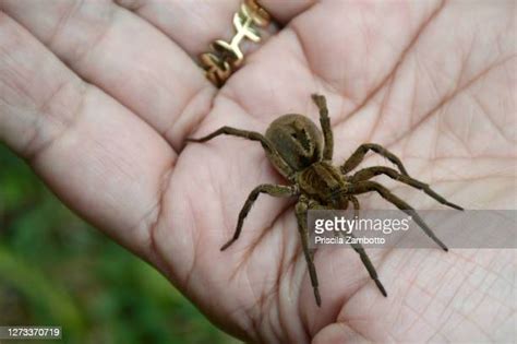 63 Spider Phobia Woman Stock Photos High Res Pictures And Images