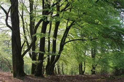 The Best Bluebell Walks In Dorset Perfect For Spring Time Dorset Live