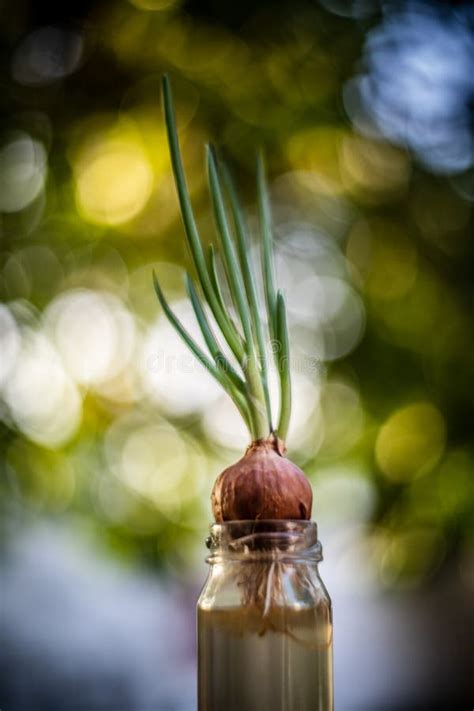 Growing Red Shallot Bulbs Into A Pot At Home, Sprouting Green Shallot ...