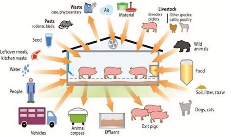 Biosecurity What It Is And Why It Matters Swineweb Complete