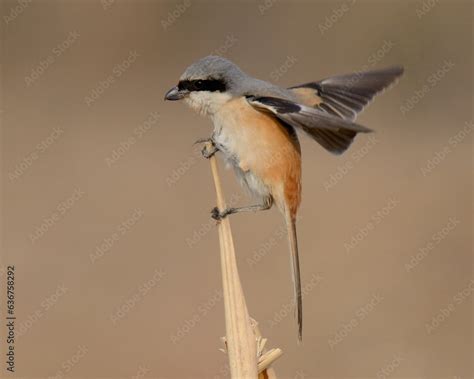 Long-tailed Shrike (Lanius schach). The Shrikes are known as "Butcher Birds" for their habit of ...