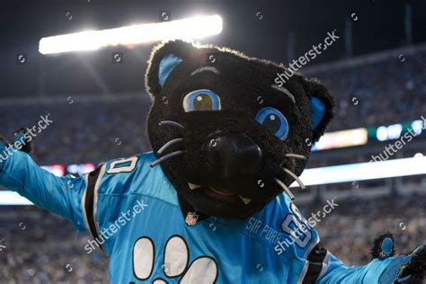 Carolina Panthers Mascot Celebrates Big Play Editorial Stock Photo