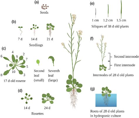 Figure 1 From An Arabidopsis Lipid Map Reveals Differences Between