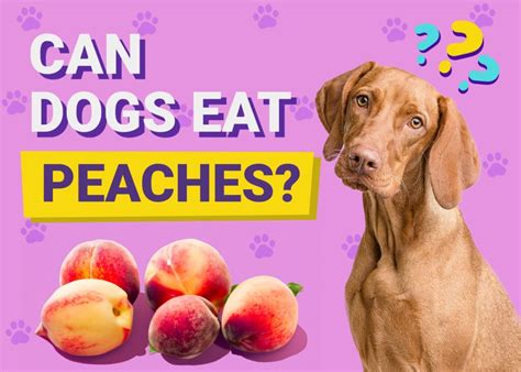 Can Dogs Eat Peaches Vet Approved Facts And Faq Pet Keen