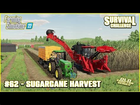 Sugarcane Harvest Stacking Straw Bales Old Tractor Series 62