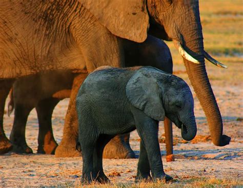 Kalahari Elephants Photograph By Amanda Stadther Fine Art America