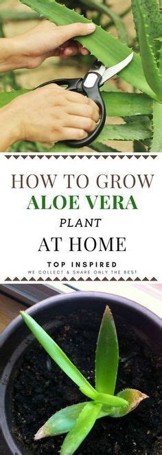 Advices On How To Grow Your Own Aloe Vera Plant Aloe Vera Plant