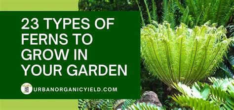 23 Types Of Ferns To Grow Indoors Or Outside