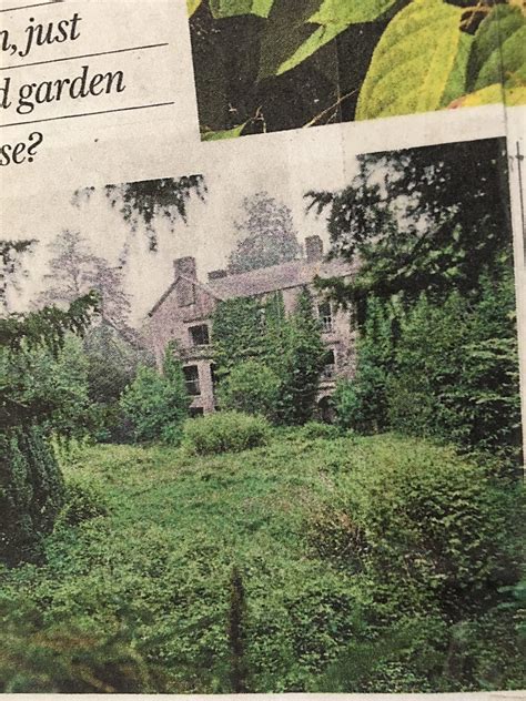 Japanese Knotweed - The River Wey Society