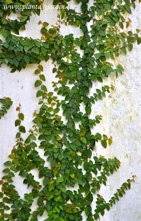 ficus repens sinonimo de ficus pumila adherida  la pared mediantes sus