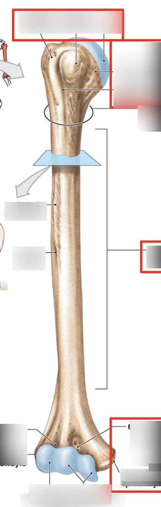 Humerus Anterior View Diagram Quizlet