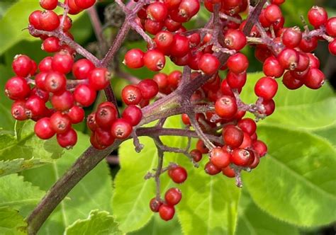 Red Elderberry Woody Warehouse Nursery Inc Lizton In