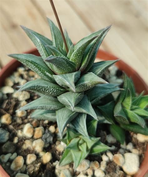 Haworthia Tortuosa Variegata Succulentes Et Jolies Plantes