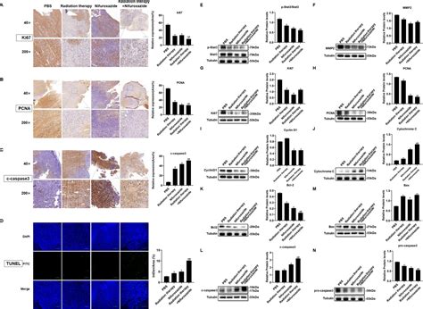 Nifuroxazide Suppresses Pd L1 Expression And Enhances The Efficacy Of