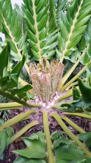 How to grow a pineapple indoors – Artofit