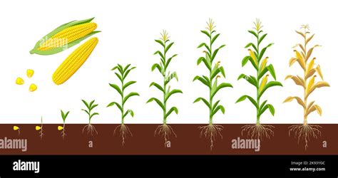 Corn Seed Germinating Stock Vector Images Alamy