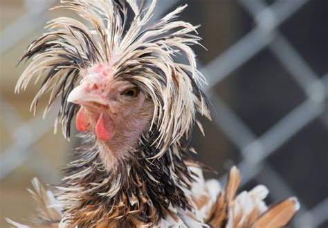 70+ Famous Chicken Names: Famous Names For A Farm Chicken