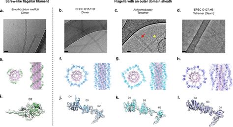 Cryo Em Structure Of Outer Domain Sheath And Screw Like Flagellar