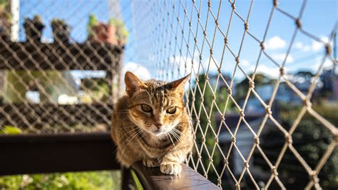 C Mo Convertir Tu Hogar En Un Para So Seguro Para Gatos Protegge