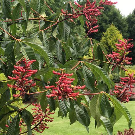 The Ultimate Guide to Buckeye Tree Plants - GetRather.com