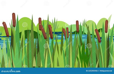 Dense Reed And Cattail Thickets Swampy Wild Landscape With Water