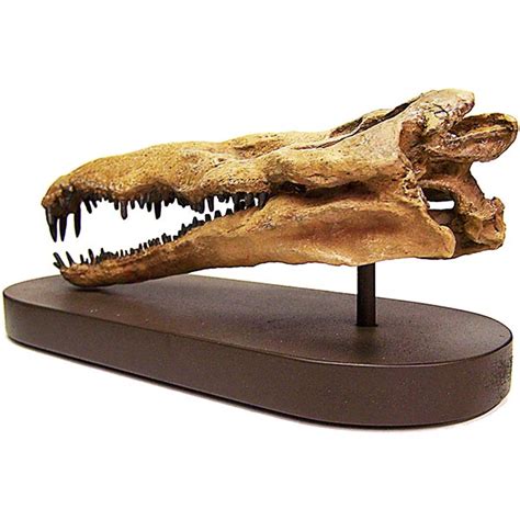 Phytosaur Smilosuchus Mini Skull Replica | PFMA