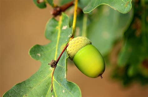 Más De 1 000 Imágenes Gratis De Bellota Y Naturaleza Pixabay