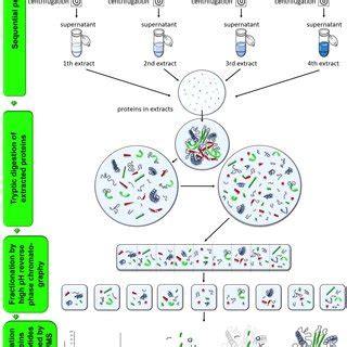 Schematic illustration of the applied proteomic workflow. | Download ... 