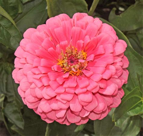 Tomorrowseeds Rose Zinnia Seeds 200 Count Packet Non Gmo