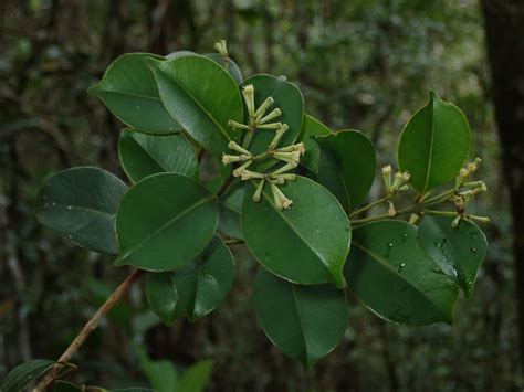 Syzygium Myrtaceae Image At Phytoimages Siu Edu