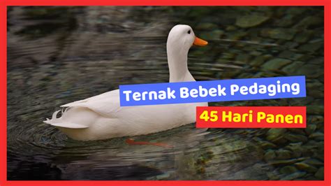 Ternak Bebek Pedaging 45 Hari Panen HOBI TERNAK