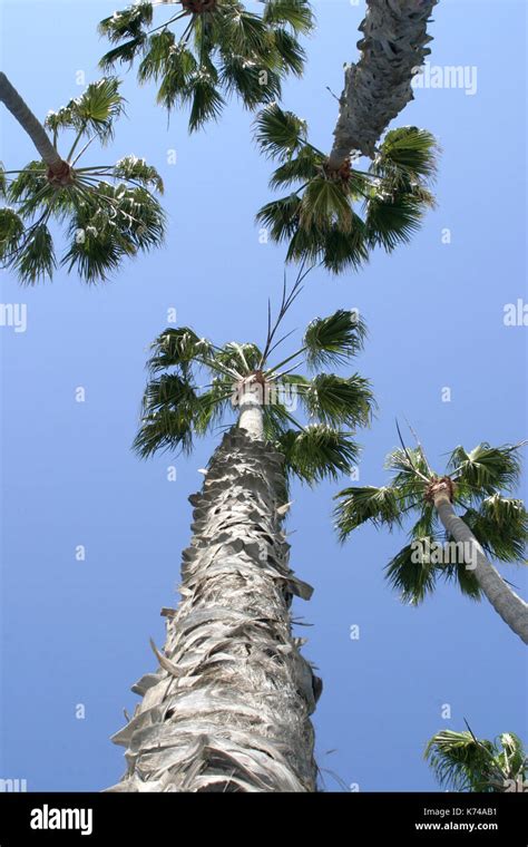 California Palm Trees Stock Photo - Alamy