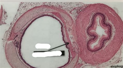 Lab 1 Histology Flashcards | Quizlet