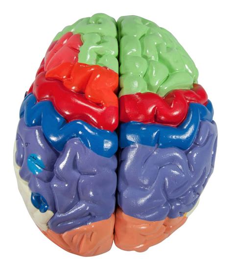 Axis Scientific Human Brain Model Anatomy With Colored And Labeled