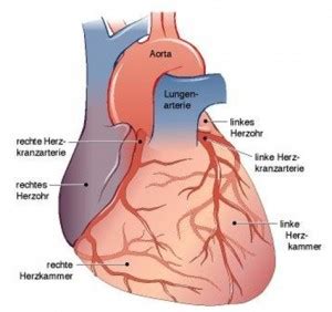 Koronare Herzkrankheit Khk Ursachen Symptome Behandlung