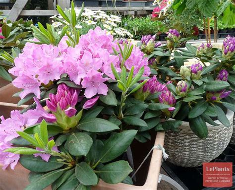 Рододендрон катевбинский (Rhododendron catawbiense) — описание ...