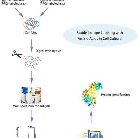 Schematic Representation Of A Stable Isotope Labelling With Amino Acids