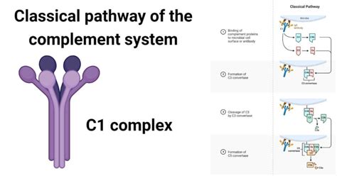 Immunology Notes Microbe Notes