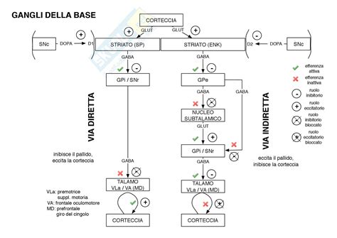 Anatomia Umana Schemi Di Anatomia Nervosa