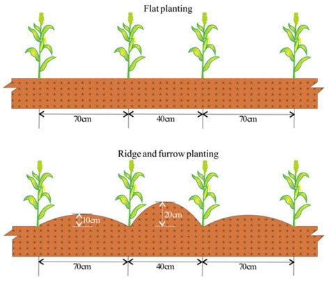 Agronomy Free Full Text Incorporation Of Manure Into Ridge And