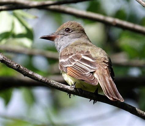 Maryland Biodiversity Project Great Crested Flycatcher Myiarchus