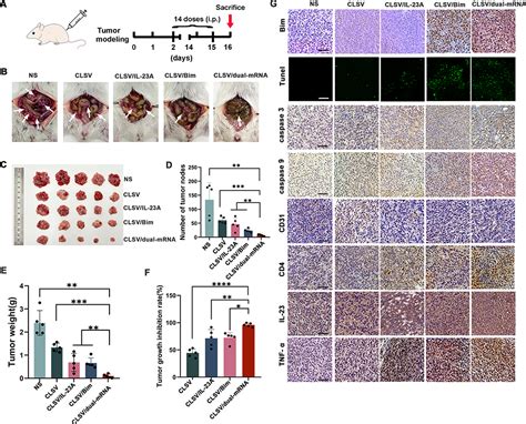 Dual MRNA Delivery With Tumor Cell Lysate Based Nanoparticle IJN