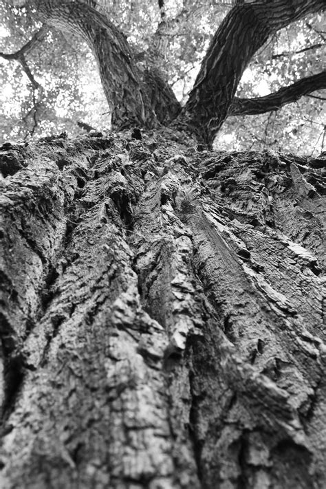 Wood Tree Background Free Photo On Pixabay Pixabay