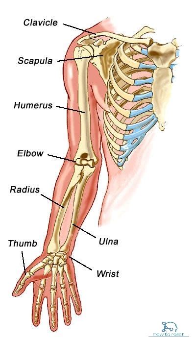 Upper Limb Bones Anatomy And Muscle Attachment How To Relief